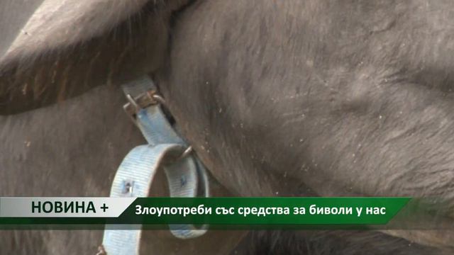 Новина плюс: Злоупотреби със средства за биволи у нас, автор: Камелия Карадочева