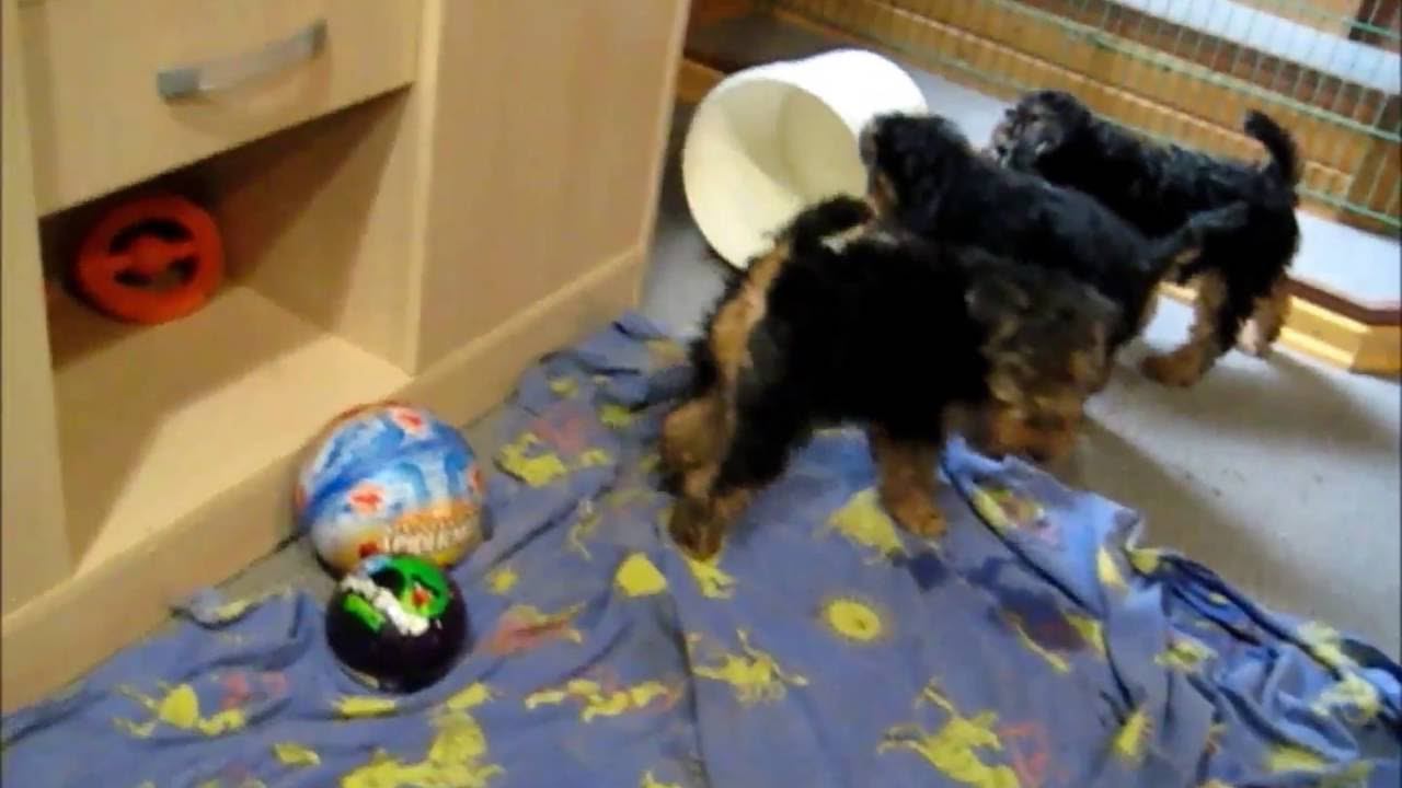 Welsh Terriers puppies tenth week, play and watch video.2016