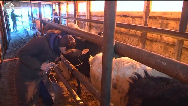 Лучшая защита - вакцинация. От каких болезней коровам ставят сезонные прививки?