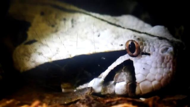 Габонская гадюка (кассава)