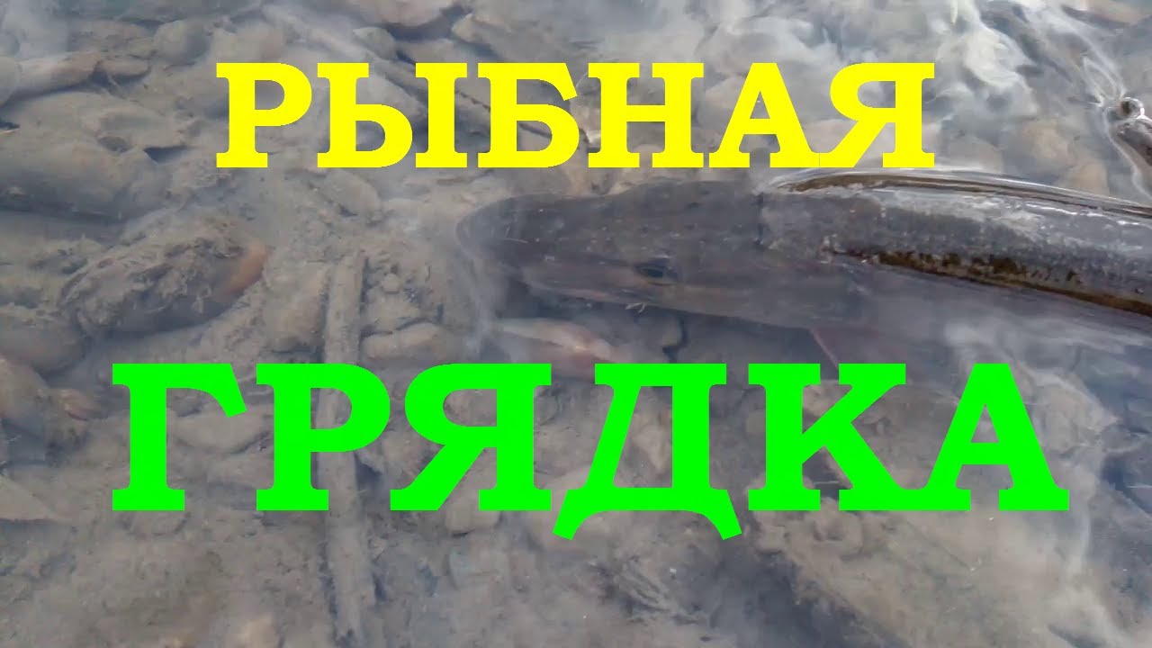 Рыбная грядка,экологическая катастрофа на р.Волга.