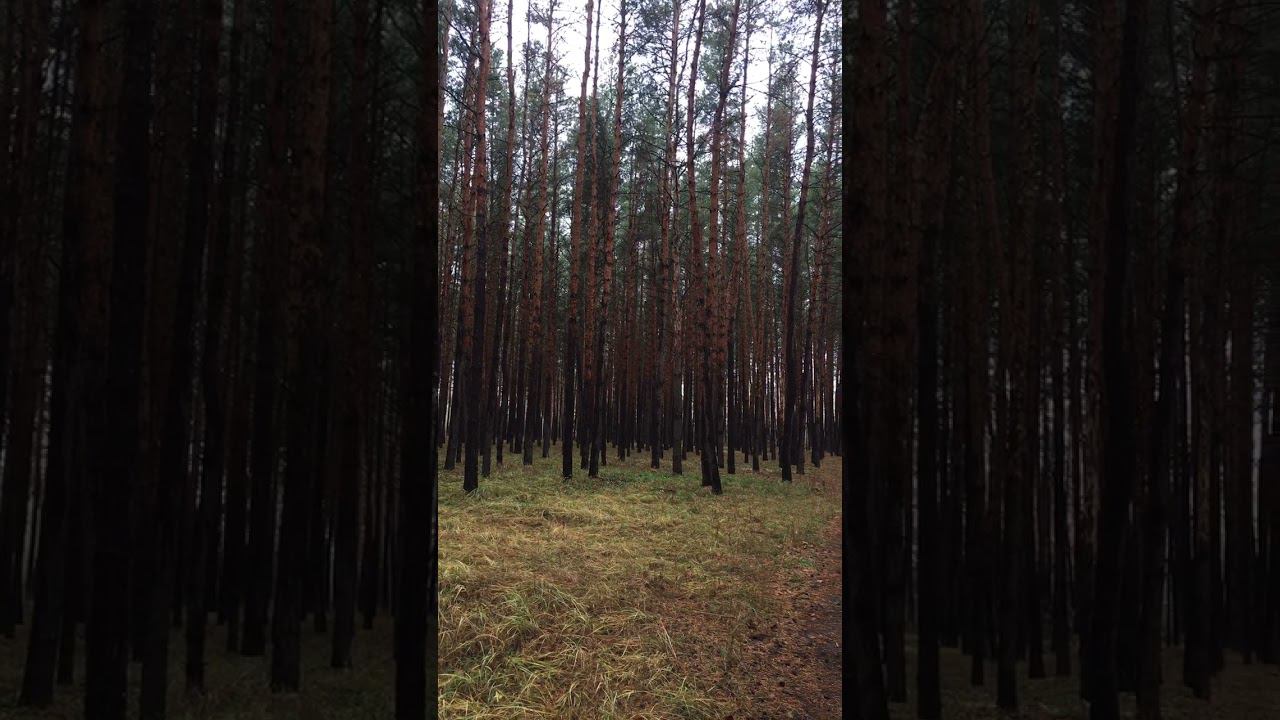 Осень, лес, туман