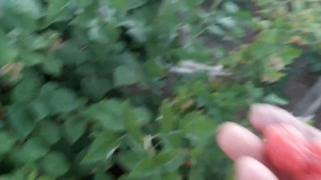 Вечер / утки купаются / уплетаю смородину,малину,вишню / полив огорода с музыкой !!!