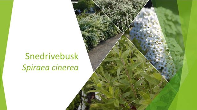 Snedrivebusk