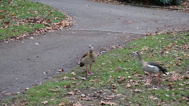 Egyptian goose in Hofgarten Dusseldorf