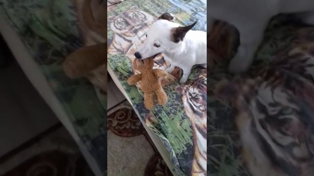 Декстер грызёт медвежонка...♡