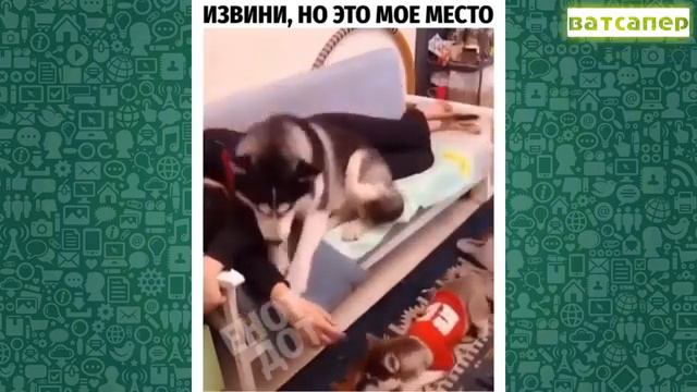 Ржал пол часа видео про животных людей