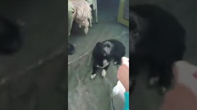 Вот такое маленькое чудо прибилось к одному из блок-постов на окраинах Донецка.