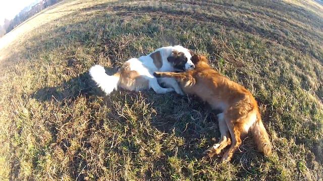 Dog Fight  московская сторожевая vs Leonberger