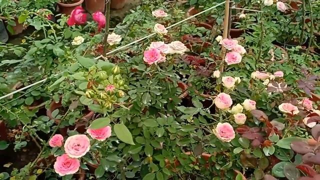 Mini Eden rose siêu hoa