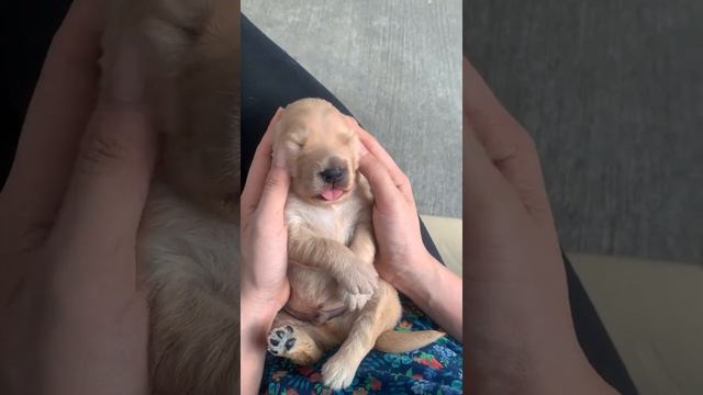 2 Week Old Pupper Gets a Head Massage   ViralHog