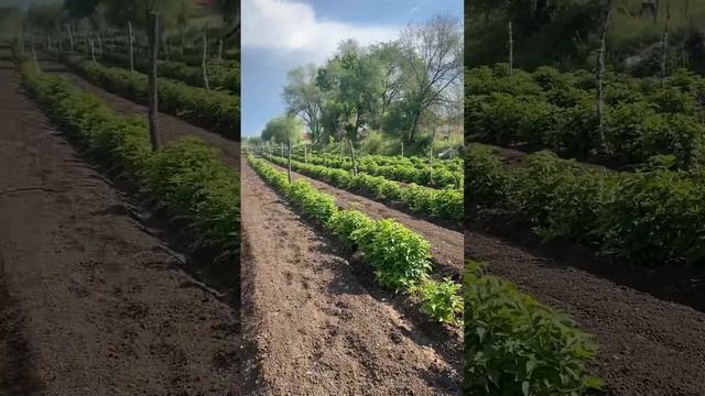 Малина Алматы, #вестисполей обзор на 21 мая, малина после заморозков. Ремонтантный сорт «бабье лето