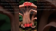 Проверка ядовитости грибов на вкус безопасна