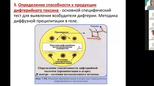 С. А. Лисовская. Коринебактерии. Возбудитель дифтерии. Бордетеллы. Медицинская биохимия.