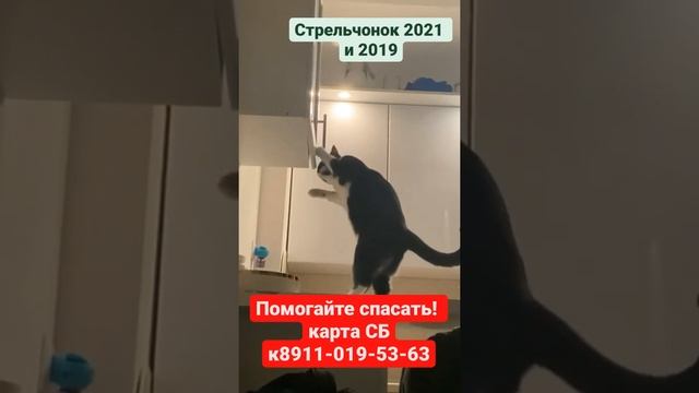 Помогайте спасать животных! Спасенный котенок Стрельчонок спустя 2 года.  Приют. Петербург