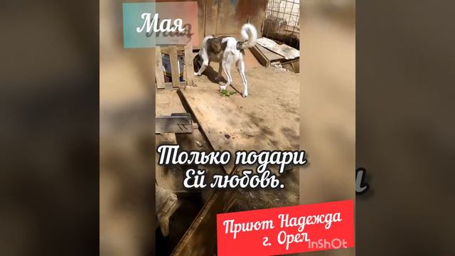 Мая, приют Надежда г. Орел.