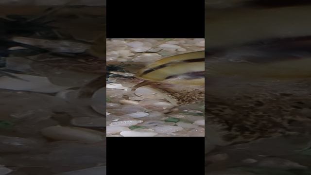 Креветка и улитка