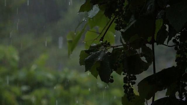 Релаксирующий звук дождя для отдыха и сна. Крепкий и комфортный сон...