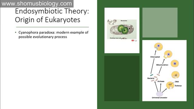Microbiology lecture 7 | 3 domain classification system | Archea, bacteria and eukarya