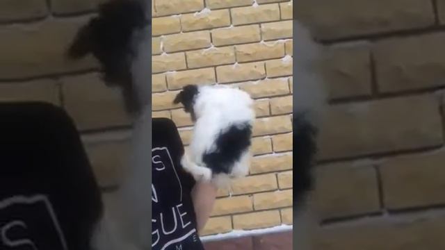 Бивер девочка 2