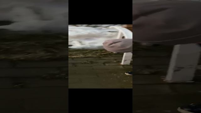 Водомерка#