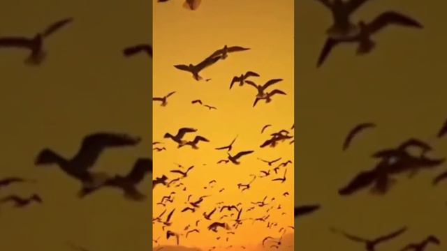 Халима Худойбердиева сузи.      Билмаслар...