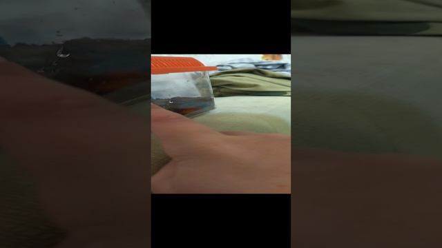 споки на крышке #Улитка