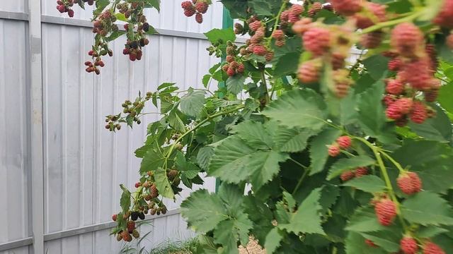 Ежевика Чачанска Бестерна/Начало созревания