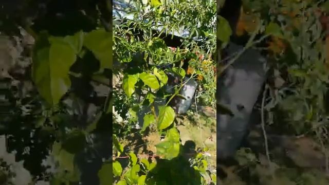 Зацвела Гранадилла четырехгранная.