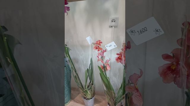 Обзор орхидей в магазине Цветик36 Воронеж 🌺 23.04.24 #flowers #orchids #орхозависимость #орхомания