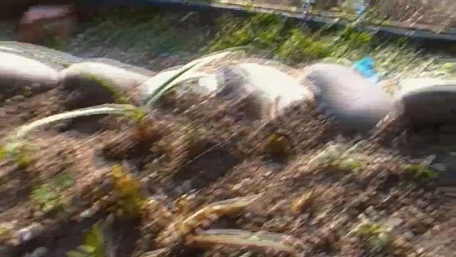 Опять какая- то гадость...Замораживаю лук.