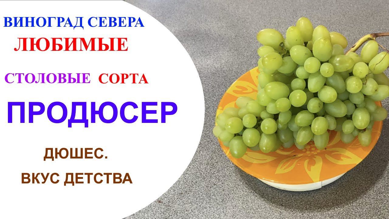 Виноград Продюсер в северном Подмосковье. Дюшес- вкус из детства