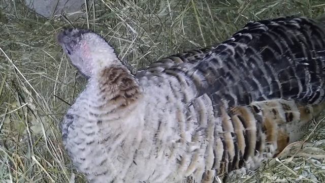 Села ещё одна индюшка. Буду покупать яйца"Виандота" и помесь брами....