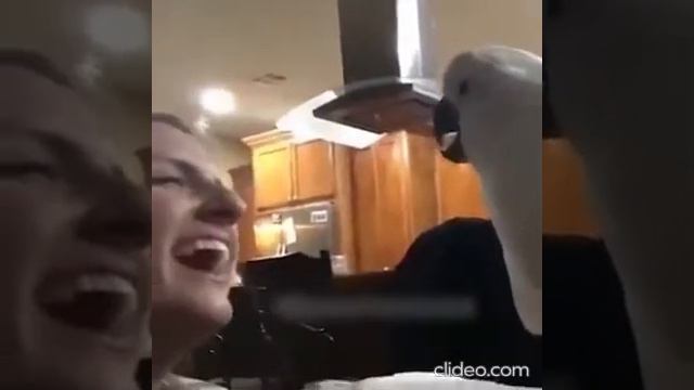 ЖИВОТНЫЕ ПОВТОРЯЮТ ЗА ЛЮДЬМИ. СМЕШНОЕ ВИДЕО