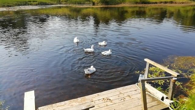 Гуси гуси га-га-га