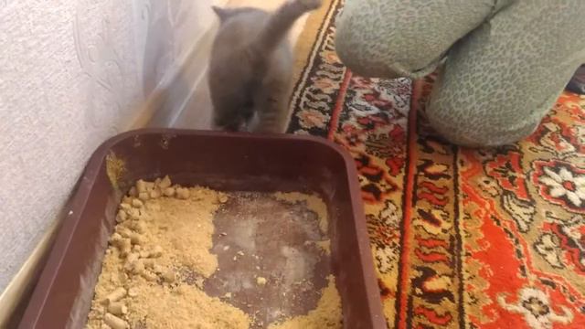 Ксюша с котятами приучение к туалету кошка кошка и котята