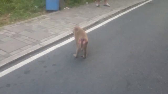 Кормление обезьян