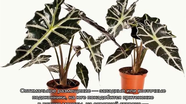 Алоказия цветок — уход в домашних условиях