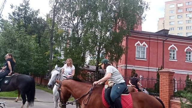 Лошадки в городе Красногорске