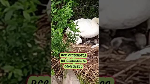 У лебедей Марьи и Ивана вывелись птенцы