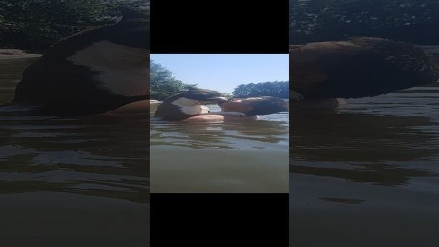20230707_134058_1.mp4