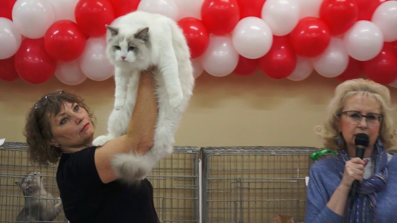Bartholomew Portly Woolly Bolls. RAGDOLL. WCF-Ring Junior.14.12.2019 г.