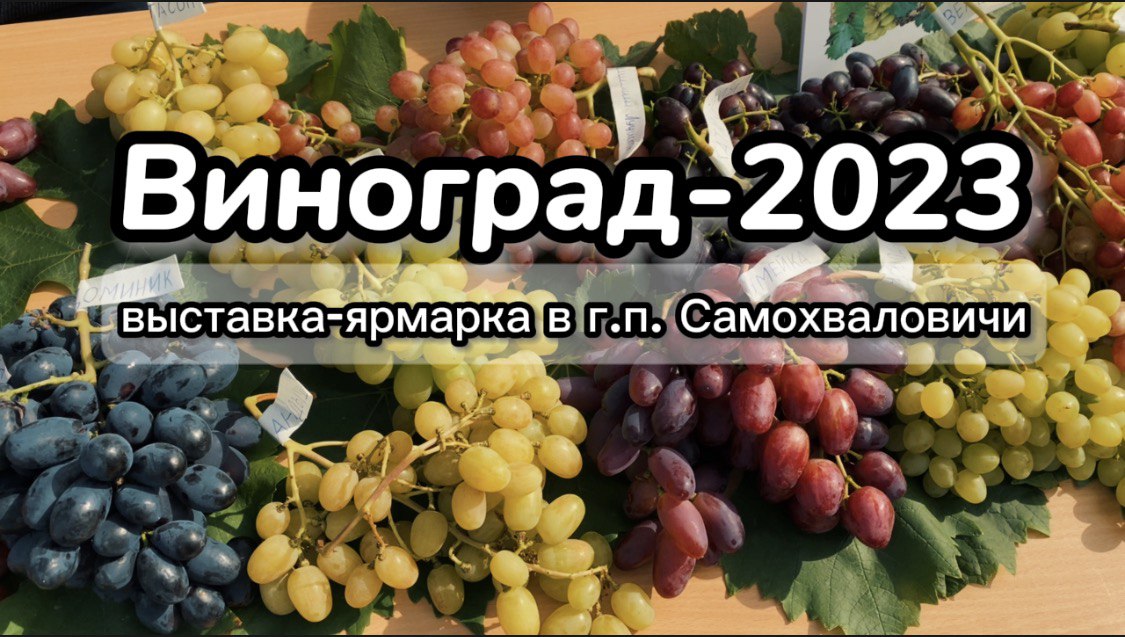 Виноград 2023: Интересные моменты выставки в Самохваловичах