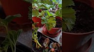 Укоренились за две недели.