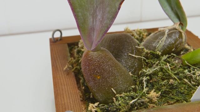 NEW Orchid Bulbophyllum Phalaenopsis