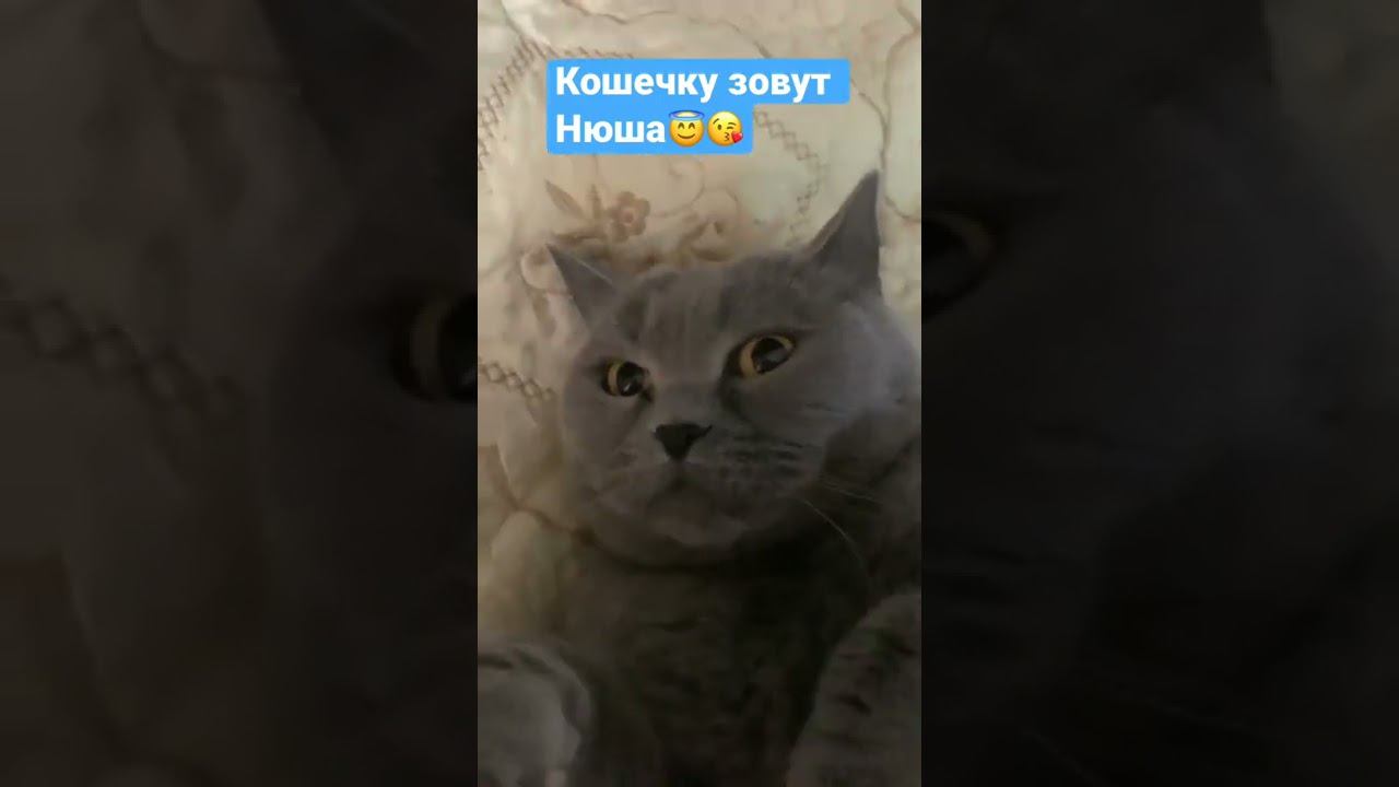 Кошка Нюша❤️