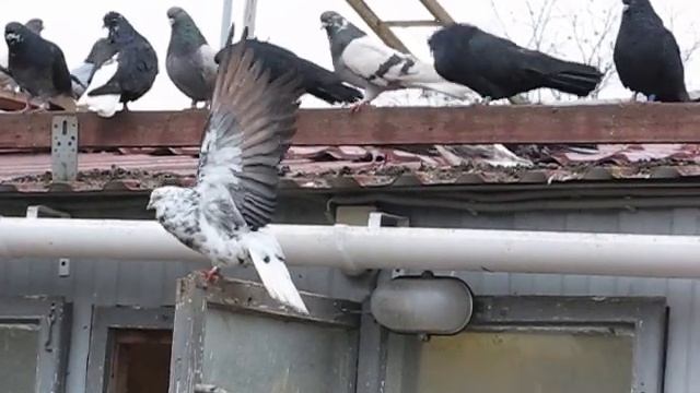 Николаевские голуби Сергея Родионова. Предновогодние встречи. Волгоград. Часть 140