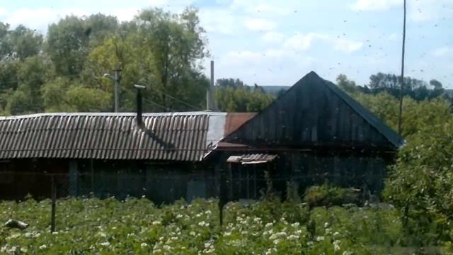 Много то ли ос, то ли пчел, либо мух 2