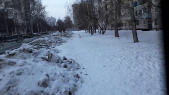 Тренируем лабрадора "Гранд" 1 год 3 мес.
