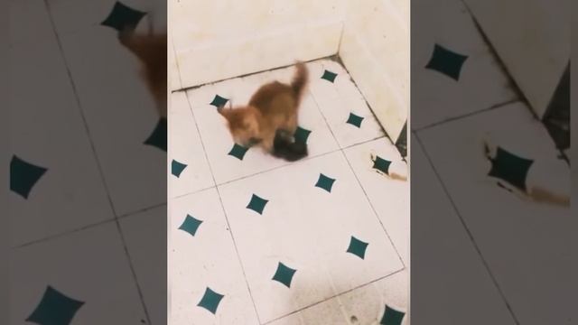 Будующий крысолов монстр